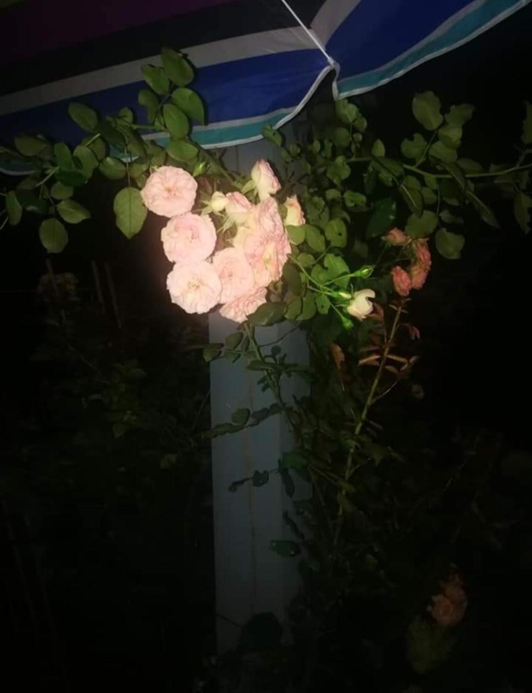 Dobilas Ir Jura Palanga Buitenkant foto